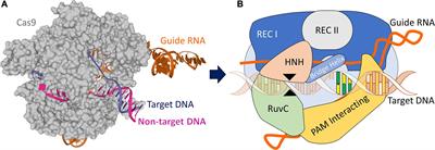 Improvements in Gene Editing Technology Boost Its Applications in Livestock